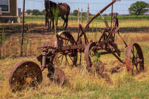 Rustic-Spur-Vineyards-Harvest---6